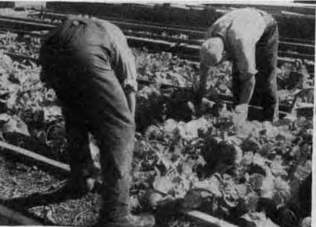 Gartenarbeit (Quelle: Der Aufstieg, Nr. 45, 11.12.1936)